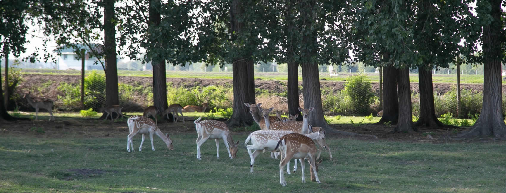 ZOO vrt Miki, Kolut