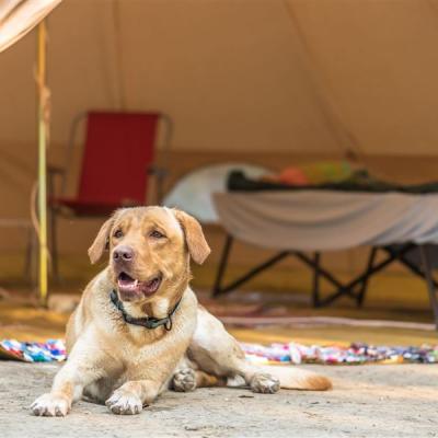 Pet friendly kamp